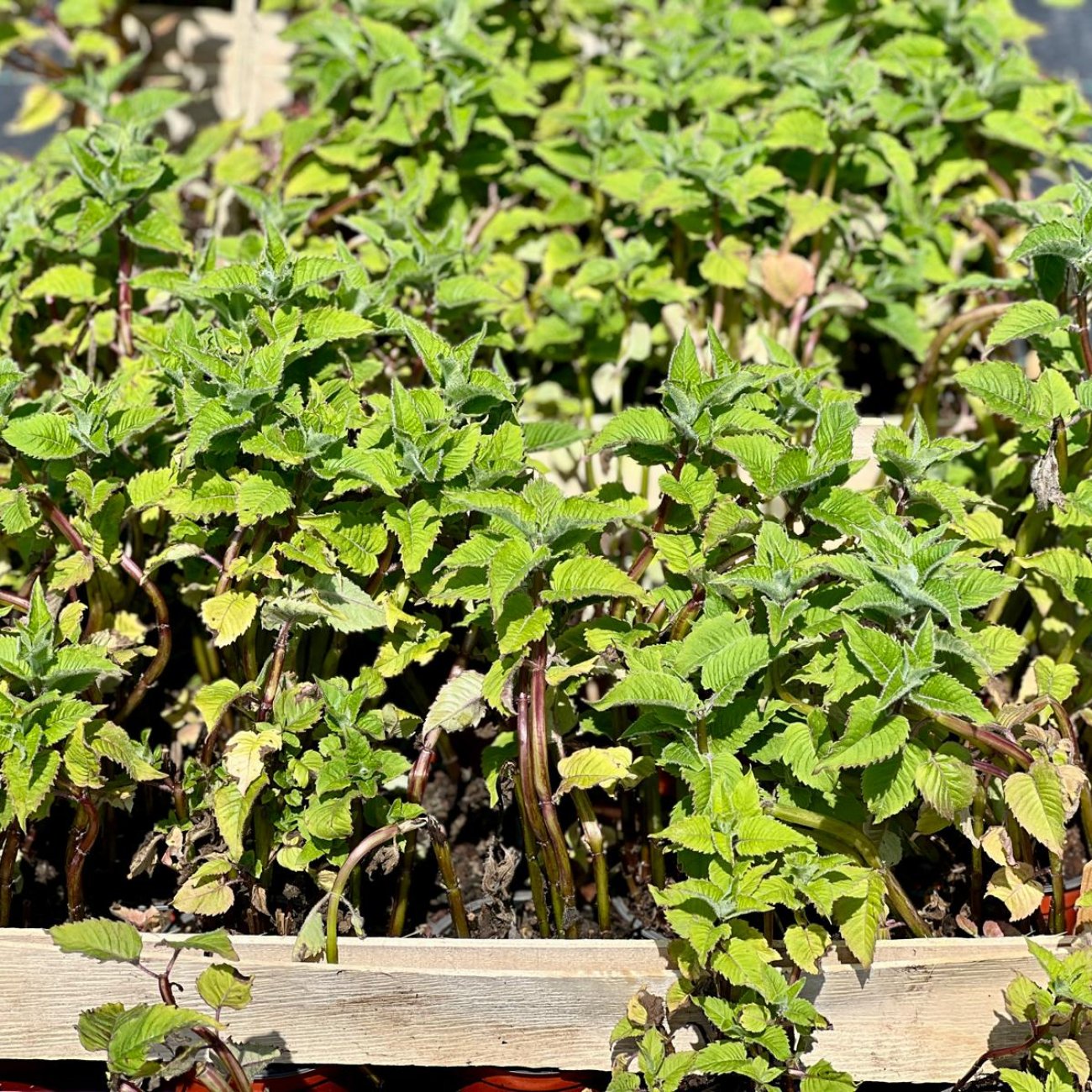 Obrázok Monarda dvojdomá (Monarda didyma) ´Bee Free´ - výška 20-30 cm, kont. C1,5L
